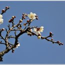 매향(梅香)
