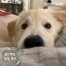 1866 | [❤️입양후기❤️] 1866.하리 🐶