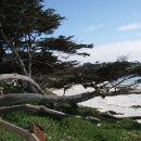 Carmel, Pebble Beach, Monterey.........간이식후 2만리 자동차 여행 (17) 이미지