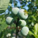 쌍치블루베리 이미지