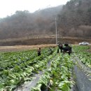 북면 무 전남인터넷신문