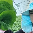 긴뿌리농장 이미지