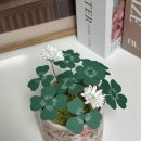 [월간소랑꽃] 8월 클로버만들기 (무료다시보기, 클로버화분키트)