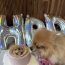 까까줄개 | 수원 강아지 케이크 주문제작 까까가개 강아지생일케이크