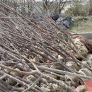 신대1리 이미지