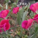 스위트피 이미지