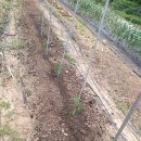 금곡농약 이미지