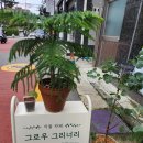 그로우 그리너리 이미지