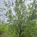 대추나무 이미지