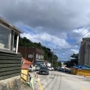 울릉푸른나무 이미지