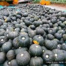 새밤농장 이미지