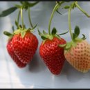 정호 농장 이미지