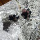 댕댕이발소 이미지