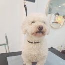 그루밍 하와이 이미지