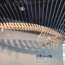 고래이야기 이미지