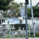 하모리-47 | 하반기 제주 기록🌴