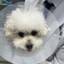 온정동물병원 이미지