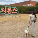 테라스애견미용카페 | [이천] 시몬스 테라스점ㅣ서울근교 애견동반 카페 후기