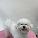 마주봄 애견미용실 | [대구/달서구] 두류동 애견미용실 아르몽_ 봄이 후기♡