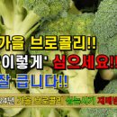 브로콜리 가을 재배 파종시기 거름주기 병해충 방제 이미지
