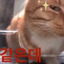 니도