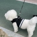 꽃이랑개랑 이미지