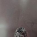 루이스독 이미지