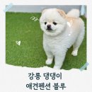 강릉댕댕이애견펜션블루 | 강릉 애견동반 펜션 댕댕이 애견펜션 블루 후기