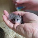 깜돌게코샵 이미지