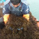 바다농장 이미지