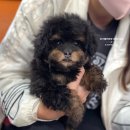 벨라켄넬 이미지