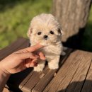 딜라잇독 앤 캣 강아지고양이 분양 시흥 | 꼼꼼하게 따져보고 결정하는 시흥강아지분양, 어디가 좋을까?