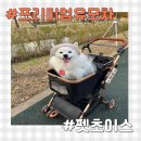 댕댕카 이미지