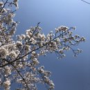 가리내로 이미지