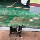 도시 강아지 이미지