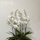 반블라썸