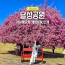 서부공영주차장 화장실 | 대구 달성공원 서부해당화 실시간 만개 지금이 방문 타이밍