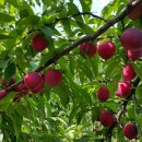 대석농장 이미지