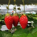 재인농장 이미지