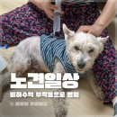 신성동물병원 | 개 신부전 강아지 피하수액 부작용 후기 열나고 흡수안됨 감염