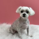 또왕또왕 Dog Salon 이미지