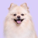 블루멍 펫 테라피 이미지
