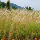 추억속에 보리밥 이미지