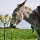 청춘푸드 이미지