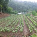 내곡3리 이미지