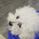 카페멍스 | 노원 애견카페 카페멍스 깔끔하고 친절해요