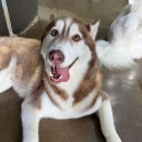 퍼피스카우트 이미지