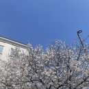 11650-1-10-611 | 오사카•교토 3박 4일 벚꽃놀이 여행기 - 1일차🌸(닌텐도뮤지엄/우지 뵤도인 벚꽃놀이 당일치기)