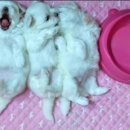 발라당 이미지