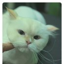 마루네 애견사랑 이미지